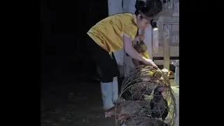 RURAL LIFE: Harvesting taro, struggling to catch chickens at midnight to get to market on time