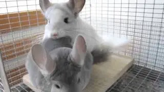 Chinchilla Lovers Reunion