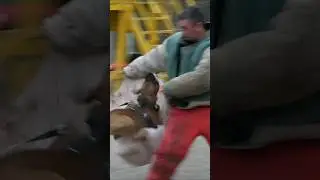 😱The pit bull became confused and attacked its owner. Dog training. Odessa Ukraine