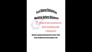 Test sheep dehairing machine before shipment - goat abattoir slaughter line deharier processing