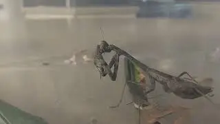 Learn All About Praying Mantis