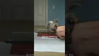 Rescued Pigeon Loves To Take Baths With Corgi | The Dodo