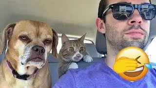 🐣 Funniest Animal Videos 😂 Silly & Dramatic Pets Caught on Camera 🐾 🌼 #catvideos #funny_cats