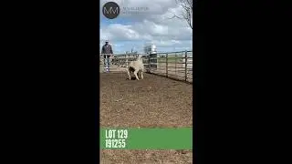Moojepin Merinos 2020 Sale. Lot 129: 191255