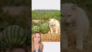 Кот ОЧЕНЬ серьёзно относится к своей работе по охране арбузов 🐈 🍉 #шорты #коты