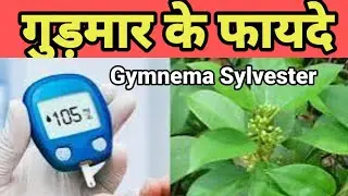 गुड़मार के फायदे । gudmar kya Kam aata hai? Benefits of Gudmar powder.#madhunasni #gymnema-sylvester