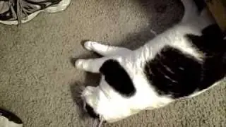 My Cats Going Crazy Over Spilled Catnip