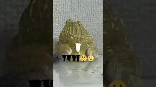 The Beautiful Drama That Put The Lives || Pacman frog , African bullfrog 😜😁