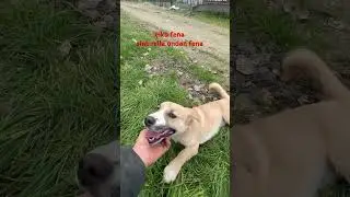 #superthanks #dog #thankyou #joinbutton #animals #thanks