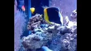 Scribbled angelfish male