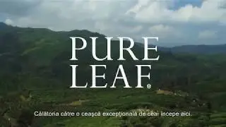 Pure Leaf - mai mult dec&acirc;t un ceai - Stiri Horeca - Stiri din Ospitalitate - Pe-plus.ro