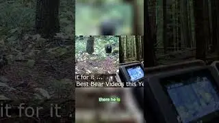 Brown Nose Bear DESTROYS Cameras - Again! #shorts