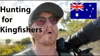 HUNTING FOR KINGFISHERS IN AUSTRALIA!!!