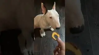 Софочка учится #собака #doglife #funny #прикол #pets #животные #топ #animals