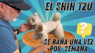 el Shih Tzu DEBE BAÑARSE una vez POR SEMANA | AQUÍ LOS MOTIVOS