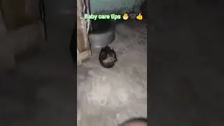 Baby pigeon care tips 🐣🖤👍 #babypigeon #caretips #kabutarbazi #pigeonlover #shok #birds #viralshorts