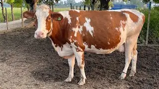 Ayrshire heavy milker cows // semen available this breed -9304000100