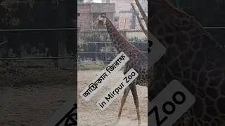 চিড়িয়াখানায় জিরাফের অবাধ বিচরন | Travel with SAM | #zoo #giraffe #animal