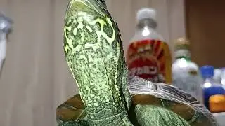 2025年1月3日ミズガメをテーブルにおいて見た動画。