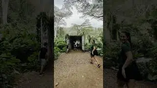 HTJ: Place to See: Manoa Falls Trail