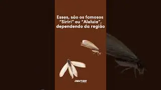 Voc&ecirc; sabia disso? Os cupins tem uma temporada de revoada!  #shorts #controledepragas #cupim