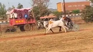 पीपलगांव पट्ट। चिमटा और टाइगर मगरिया वाला । अज़ीम पटेल बिहीरिया। प्वाइंट 29.91