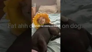 Fat Ahh Cat Rubbing On Dog