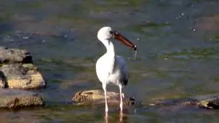 Asian Openbill (Anastomus oscitans)