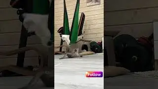 Pet Funny 🐾😸: #FunnyPets #AnimalLovers #PetMischief #FunnyCats