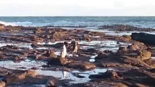 Curio Bay, yellow eyed penguins #1