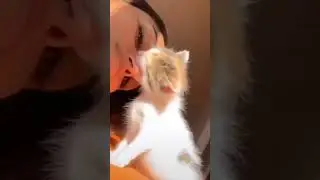 cuteeeeee😘 #video #catlovercommunity #cutecat #ayshusworld #youtubeshorts