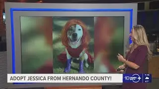 Give Jessica from Hernando County a fur-ever home!