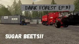 Harvesting Sugar Beets, Making Sugar, Selling Pallets - Dark Forest #37