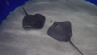 Feeding Baby Rays