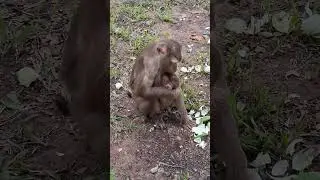 orphaned babies are crying for food and milk, they are to hard for life to live no momshortvideos#