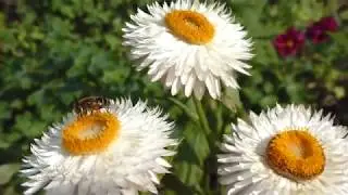 Drone Fly  - Everlasting Flower - Xerochrysum bracteatum - Eil&iacute;f&eth;arbl&oacute;m - Papp&iacute;rsbl&oacute;m - Sveifflugur