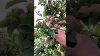 Descuate de manzana 1.20 el &aacute;rbol 