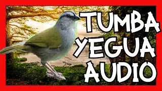 Audio de LLAMADO para Tumba Yegua, Original efectivo para estimular el canto