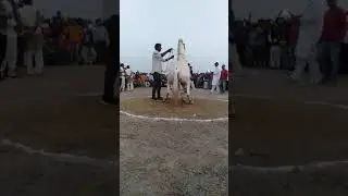 लीलू लाडपुर हॉर्स कंप्टीशन दिघोट