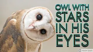 Meet Zeus eye The Rescued Blind #Owl With #Stars In His Eyes owl city