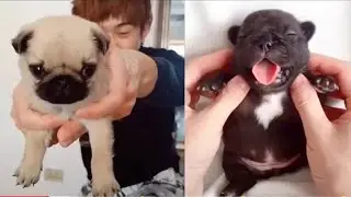 Baby Dogs - Cute and Funny Dog Videos Compilation | THE ANIMAL BOND