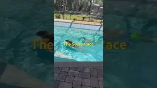 Who will Win?&hellip; #funny #amongus #sus #race #pool #funny #shorts