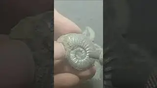 Cotteswoldia Pyrit Ammonit