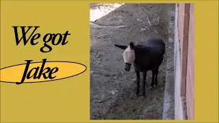 Jake the helpful donkey  #be kind to animals #cat