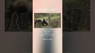 Marydell, the Accident Prone  Panda