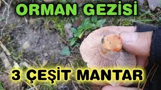 Ormandan Tabağa Mantarlar, Doğa Yürüyüşü, Söbelen, Kanlıca, İstiridye Mantarı