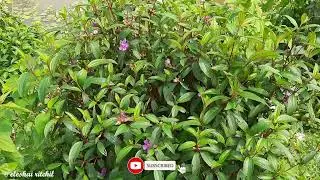 Melastoma malabathricum || Malabar Melastome || Indian-rhododendron || ফুটুকী