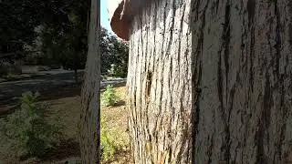 96 degrees no problem for the log beehive #beekeeping #beekeepers