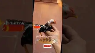 Aseel Murga | Zero Size | Must Watch! #short #viral #AseelMurga #ZeroSize #Trending #ChickenLover