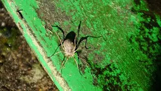&bdquo;Gro&szlig;er Sattelkanker&ldquo; (Odiellus spinosus) #spinnentiere #Sattelkanker